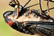 Redeye Cicada (Psaltoda moerens)